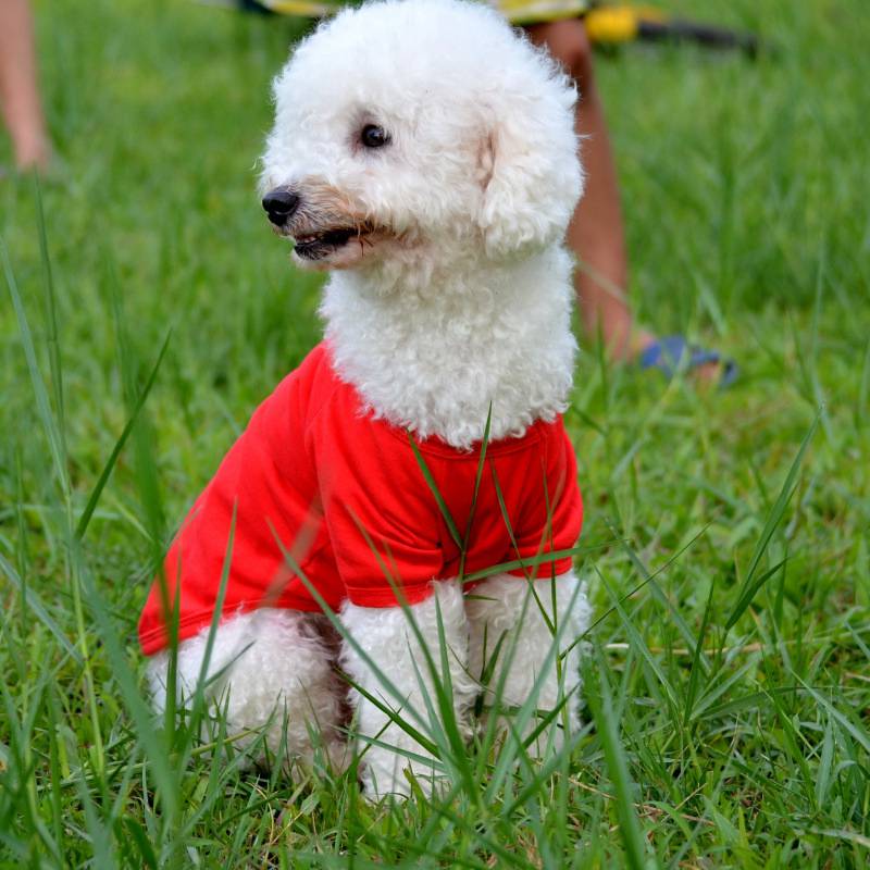 Wholesale blank pet dog clothing, cheap price pet dog clothing in China, summer pet dog clothing 